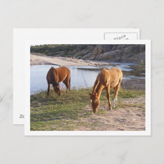 Carte Postale deux chevaux (Devant / Derrière)