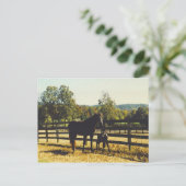 Carte Postale deux chevaux (Debout devant)