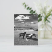 Carte Postale Deux chevaux (Debout devant)