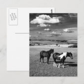 Carte Postale Deux chevaux (Devant / Derrière)