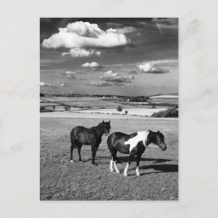 Carte Postale Deux chevaux