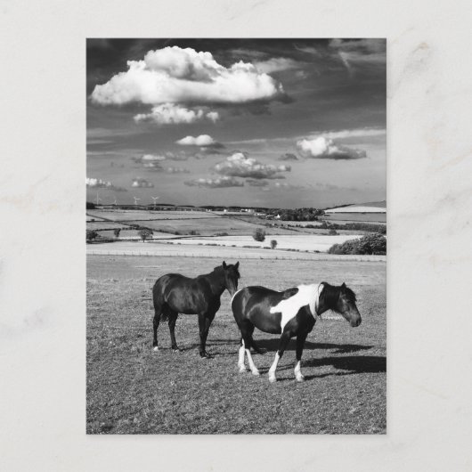 Carte Postale Deux chevaux (Devant)