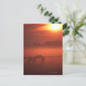 Carte Postale Deux chevaux au coucher du soleil (Debout devant)