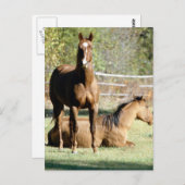 Carte Postale Deux chevaux au pâturage (Devant / Derrière)