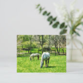 Carte Postale Deux Chevaux blancs (Debout devant)