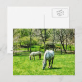 Carte Postale Deux Chevaux blancs (Devant / Derrière)