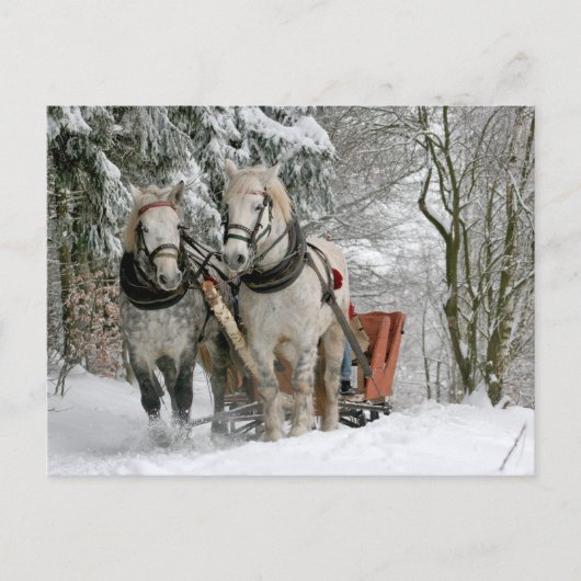 Carte Postale Deux Chevaux blancs tirant un traîneau à travers l (Devant)