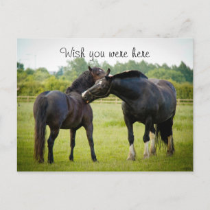 Carte postale Deux Chevaux Brown