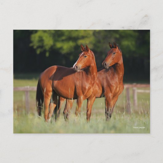 Carte Postale Deux Chevaux Chauds En Champ (Devant)