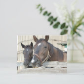 Carte Postale Deux chevaux Chewin a Fence (Debout devant)