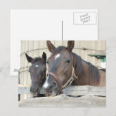 Carte Postale Deux chevaux Chewin a Fence (Devant / Derrière)