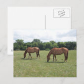 Carte Postale Deux Chevaux de Châtaignier (Devant / Derrière)