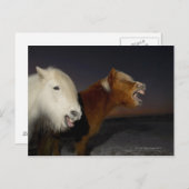 Carte Postale Deux chevaux islandais (Devant / Derrière)