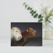 Carte Postale Deux chevaux islandais (Debout devant)