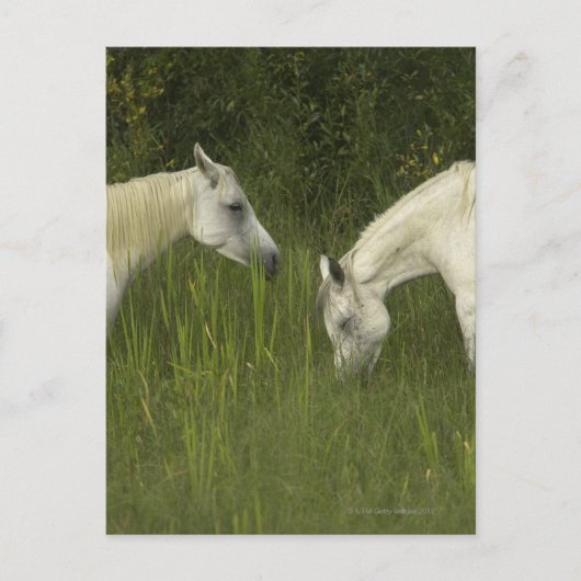 Carte Postale Deux chevaux mangeant de l'herbe (Devant)