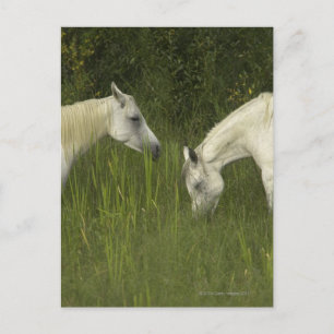 Carte Postale Deux chevaux mangeant de l'herbe