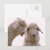 Carte Postale Deux chèvres stupides (Devant / Derrière)