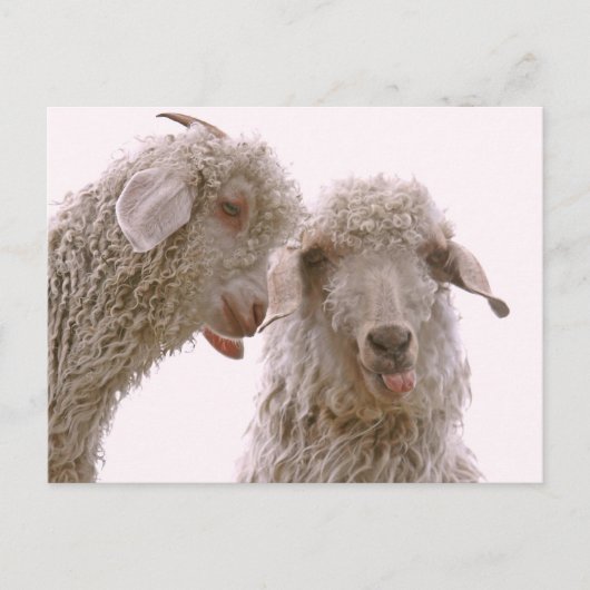 Carte Postale Deux chèvres stupides (Devant)
