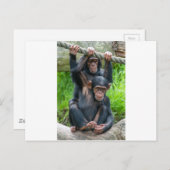 Carte Postale Deux chimpanzés qui jouent (Devant / Derrière)