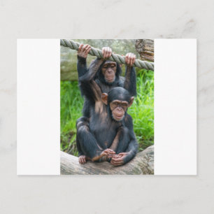 Carte Postale Deux chimpanzés qui jouent