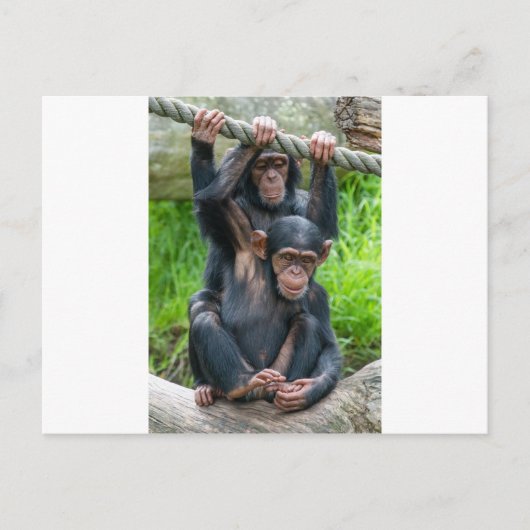 Carte Postale Deux chimpanzés qui jouent (Devant)