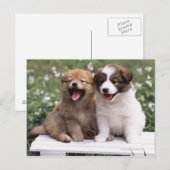 Carte Postale Deux chiots assis ensemble (Devant / Derrière)