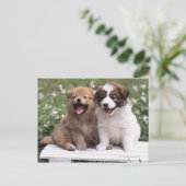 Carte Postale Deux chiots assis ensemble (Debout devant)