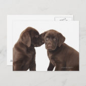 Carte Postale Deux chiots au chocolat Labrador Retriever (Devant / Derrière)