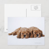 Carte Postale Deux chiots Cavalier King Charles Spaniel (Devant / Derrière)