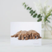 Carte Postale Deux chiots Cavalier King Charles Spaniel (Debout devant)
