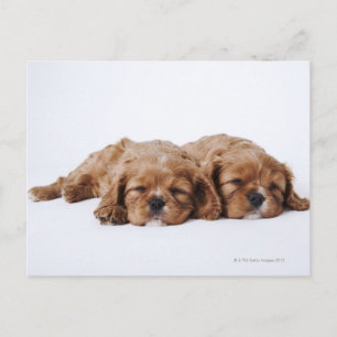 Carte Postale Deux chiots Cavalier King Charles Spaniel