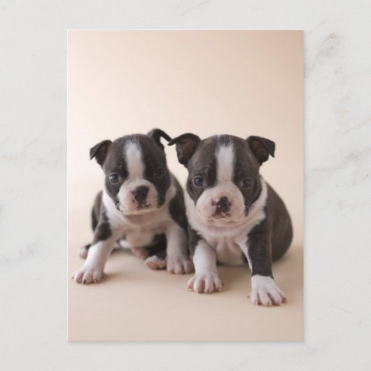 Carte Postale Deux Chiots de Boston Terrier (Devant)