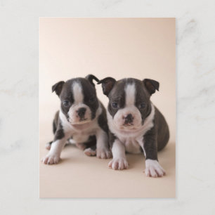 Carte Postale Deux Chiots de Boston Terrier