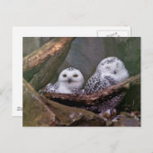 Carte Postale Deux Chouettes (Devant / Derrière)