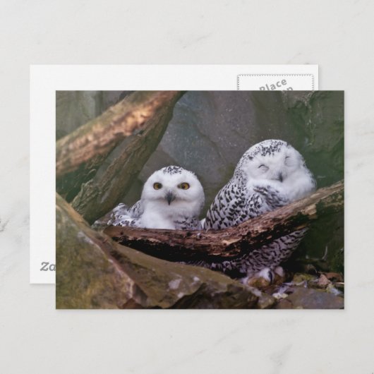 Carte Postale Deux Chouettes (Devant / Derrière)