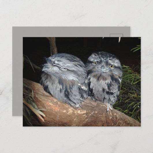 Carte Postale Deux Chouettes-Frogmouth endormies, (Devant / Derrière)