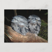 Carte Postale Deux Chouettes-Frogmouth endormies, (Devant)