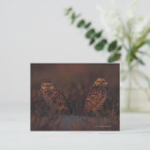 Carte Postale Deux Chouettes sur le sable (Debout devant)