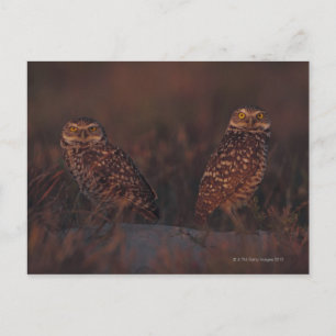 Carte Postale Deux Chouettes sur le sable