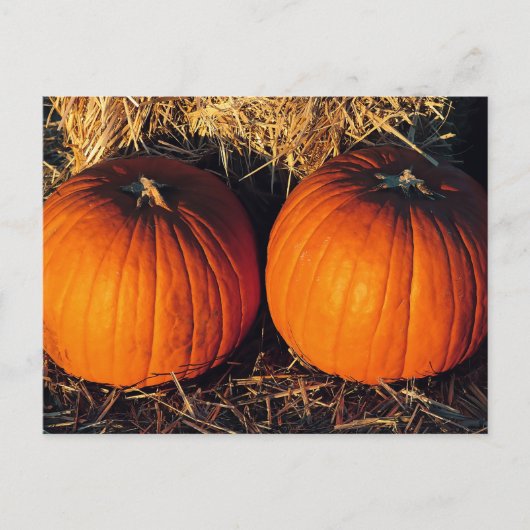 Carte Postale Deux Citrouilles Vintages (Devant)