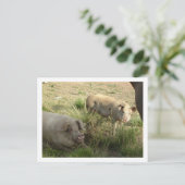 Carte Postale deux cochons (Debout devant)
