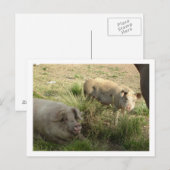 Carte Postale deux cochons (Devant / Derrière)