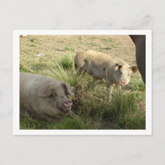 Carte Postale deux cochons