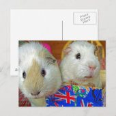 Carte Postale deux cochons blancs (Devant / Derrière)