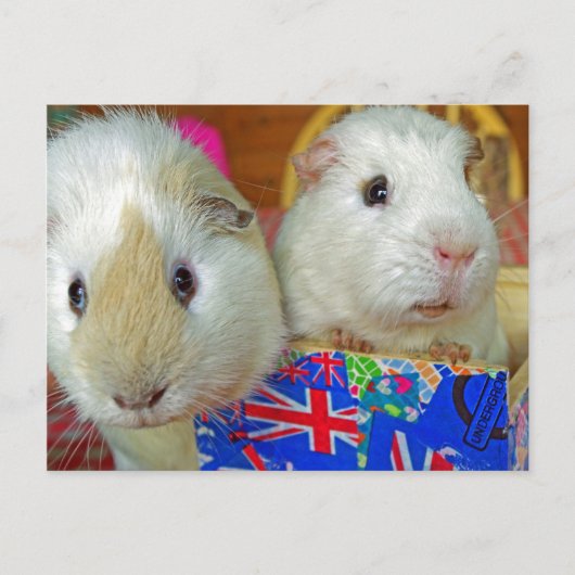 Carte Postale deux cochons blancs (Devant)