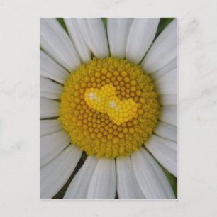 Carte Postale Deux coeurs sur marguerite