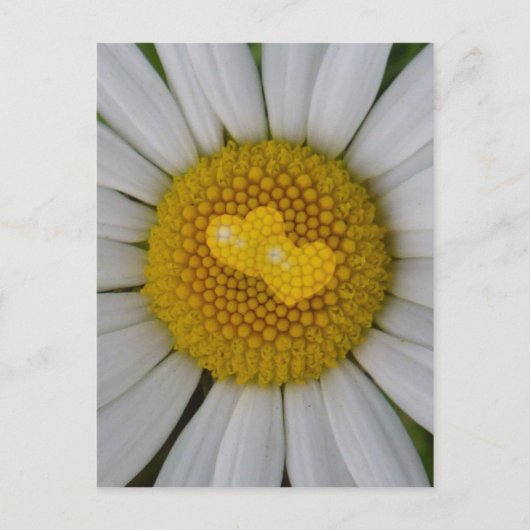 Carte Postale Deux coeurs sur marguerite (Devant)