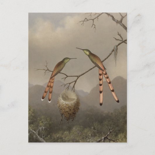 Carte Postale Deux colibris avec leur jeune (Devant)