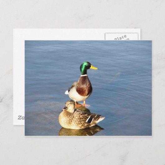 Carte Postale Deux colverts (Devant / Derrière)