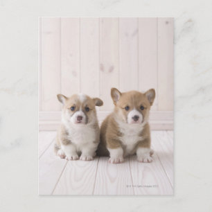 Carte Postale Deux Corgi gallois assis
